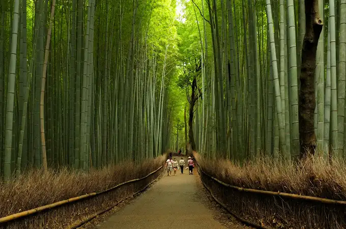 Hutan Bambu Keputih
