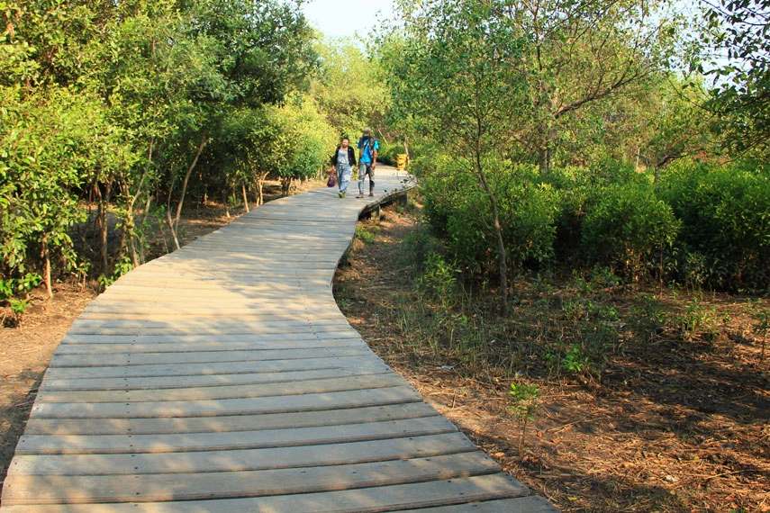 Hutan Mangrove Wonorejo